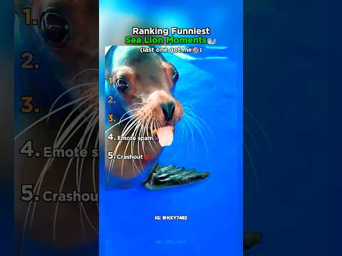 Ranking The Funniest Sea Lion Moments Again thumbnail