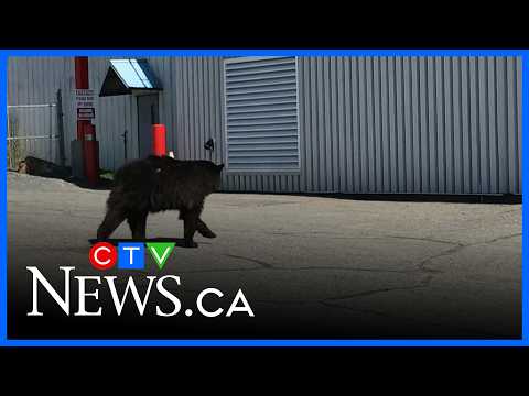 Daytime bear sightings prompt ministry to set traps in the Sault thumbnail