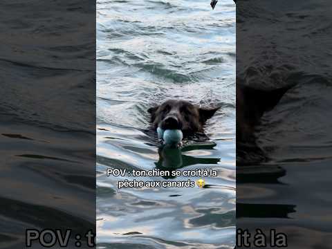 Il prend les 2 en même temps 🥹😍 #ades #balles #lac thumbnail