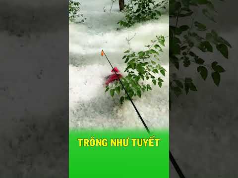Cả khu rừng trắng xóa vì loài cây này thumbnail