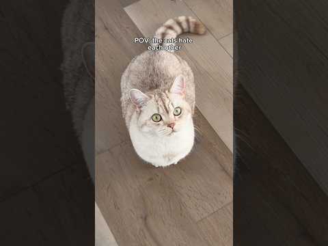 11-inch bowl is a lifesaver—no more fights! #OneIsAll #dualcatfeeder #blackfriday #cats thumbnail