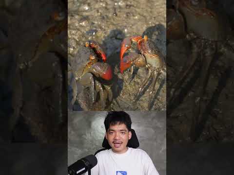 สลัดก้าม thumbnail