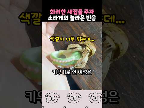 화려한 새집을 본 소라게의 반응 thumbnail