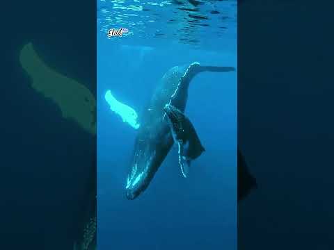 ¡AUTORIDADES NIEGAN RIESGO ECOLÓGICO EN EL PUERTO DE LORETO! ¿QUÉ DIJO LA CLAUDIA SHEINBAUM? thumbnail