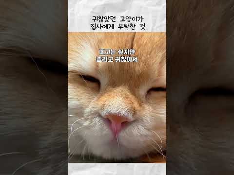 귀찮았던 고양이가 집사에게 부탁한 것 thumbnail