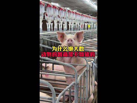豬的智商真的很高#漲知識#動物科普 #奇怪的知識增加了 thumbnail