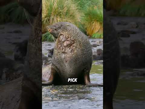 Fur seals during the mating season#animals #funnyanimal #funny #cute #furseal thumbnail