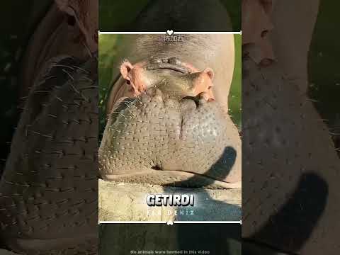 Su Aygırının Dev İştahı Şaşırttı 🍉 thumbnail