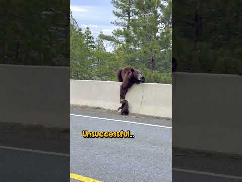 Mother Bear Won't Leave Her Cub Behind❤️ #animals #love #shorts thumbnail