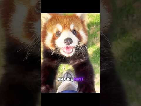 Baby Animal will never tell you these things? thumbnail
