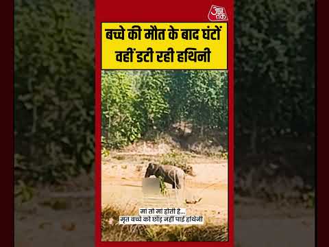 Shorts | बच्चे की मौत के बाद घंटों वहीं डटी रही हथिनी | #elephant #viralvideo #trending thumbnail