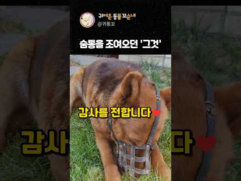 숨통 조이던 강아지, 구조 후 보인 반응❤️ thumbnail