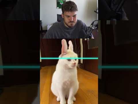 Lustige Katzen 😹 #shorts thumbnail