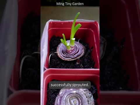 Onions Bottom Cuttings - Navigating Challenges and Success thumbnail
