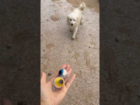 Köpek kardeş jelibon yemek ister misin😂 #aboneolmayiunutmayin #keşfetbeniöneçıkar #kesfeteyyiz thumbnail