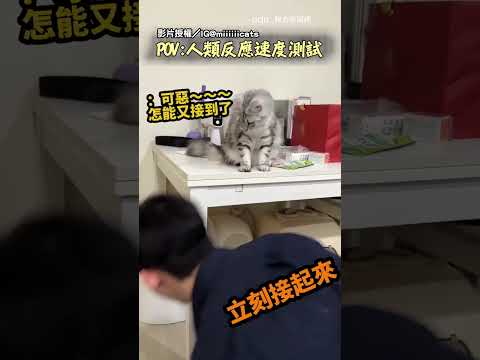 【好玩一直玩】貓咪把東西全撥下 主人被迫參加反應測試！？｜貓｜人類 thumbnail