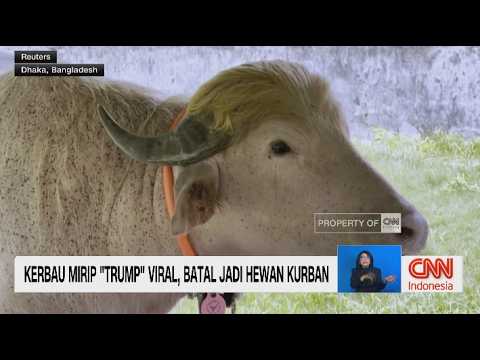 Kerbau Mirip "Trump" Viral, Batal Jadi Hewan Kurban thumbnail