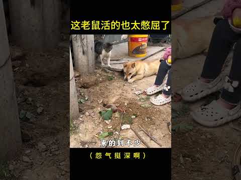 这老鼠?活得也太憋屈了 #大熱門 #搞笑 #funnyshorts  #影視解説 #科普 #感人壹幕 #影视聚焦 #影视聚焦 #精彩影视 #animals thumbnail