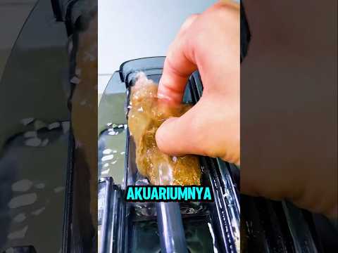 Filter Ini Bisa Dipakai Berkali-kali#ikan #aquarium #shorts thumbnail