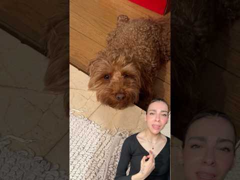 Top momentos más tiernos de mi perro! #humor #comedia thumbnail