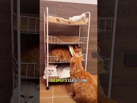 Construyó una casa de cuatro pisos para gatos thumbnail