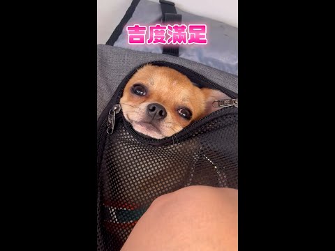 【吉度滿足】吉娃娃吃完炒蛋露出超享受表情 #Shorts thumbnail
