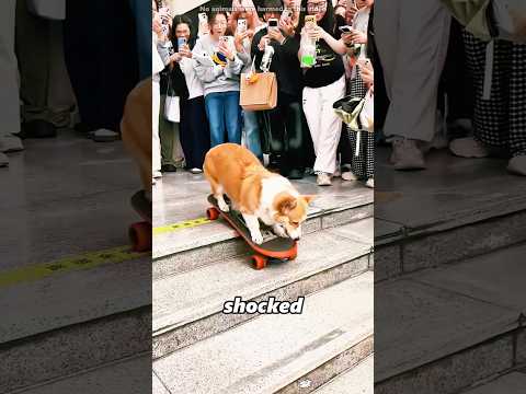 This Dog Surprised Everyone#shorts thumbnail