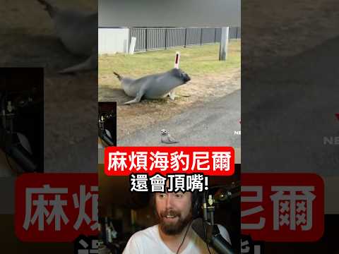 【麻煩海豹尼爾】擋路、頂嘴、還會找架打！ thumbnail