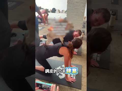 小羊霸占瑜伽館把客人當玩伴 thumbnail
