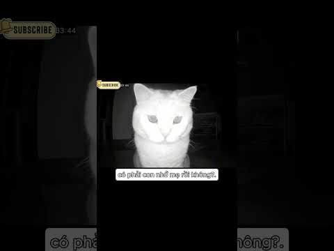 Tiểu Bối đã đợi tôi rất lâu rồi, làm sao để ẻm hết dỗi đây thumbnail