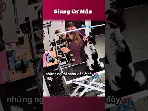 Làm thú y nói chung cũng nhàn 😭 #giangcuman thumbnail
