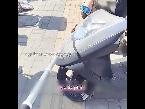 Bức vẽ con mèo mà cô gái đã dành 10 giờ để vẽ đã bị ai đó phá hủy. thumbnail