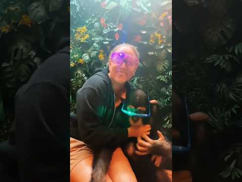 #cute #lol #chimp #animals #fun thumbnail