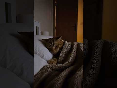 Karabaş gizlice telefona bakıyor thumbnail