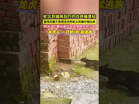 蛇見到貓咪後嚇的往磚縫裡鑽，貓咪卻毫不畏懼堅持把蛇從磚縫中拽出來，網友：它最後是拉回去帶給主人了嗎？#shorts thumbnail