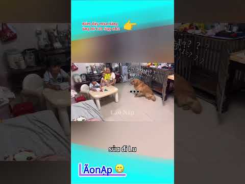Sủa tới sáng 😅 #laonap thumbnail