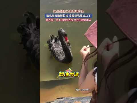 女生拍照反光板掉到水里，請求黑天鵝幫忙撿 沒想到竟然成功了，黑天鵝：帶上你的反光板 從我的地盤出去 thumbnail