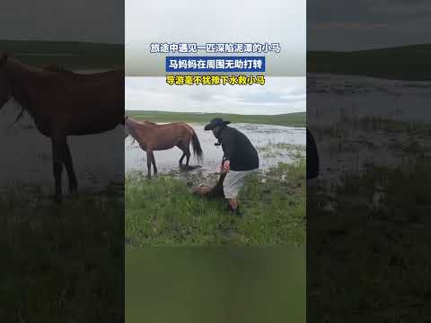旅途中遇见一匹深陷泥潭的小马，马妈妈在周围无助打转 thumbnail