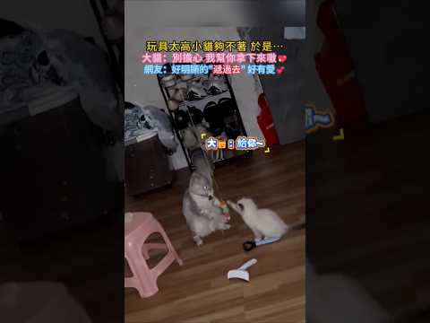 玩具太高小貓夠不著，於是… 大🐱：我幫你拿下來😊給你💖 網友：好標準的'遞過去' 好有愛❤️ #cat #cute #healing #shorts #funny thumbnail