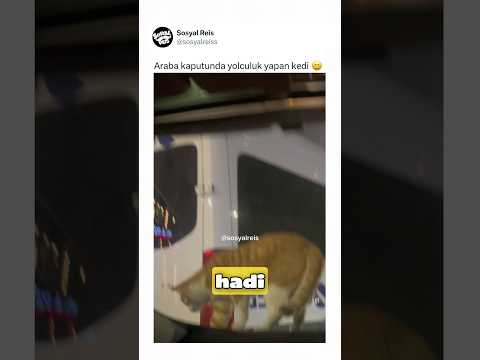 Araba kaputunda yolculuk yapan kedi ? thumbnail