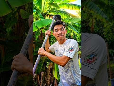 น้อง VS พี่ ขอเงินพ่อ thumbnail
