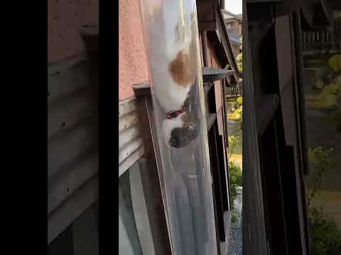 OMG🐇🦝🦢Be careful😂🤑🫣#funny video# shorts thumbnail