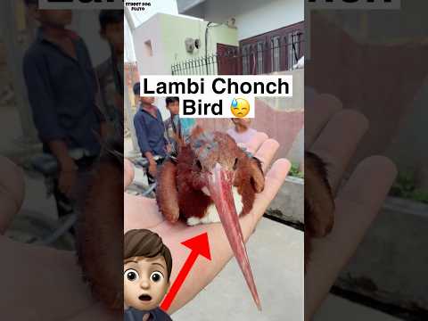 Lambi Chonch Bird ? | Pray thumbnail