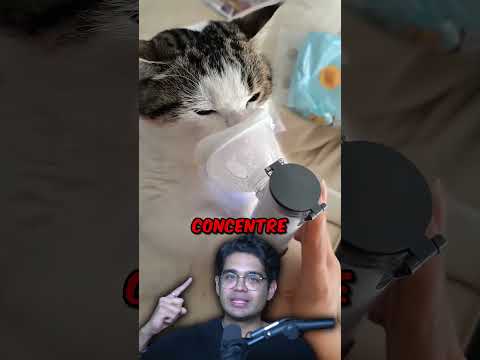 Metieron A Este Gato En Un Garrafón ? thumbnail