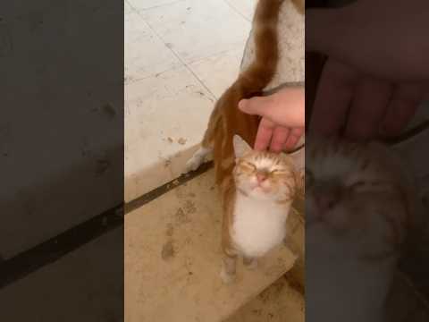 فخ بني قطوس thumbnail