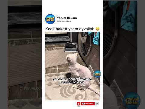 Kedi: hakettiysem eyvallah 😄 thumbnail