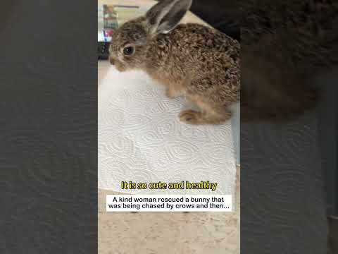 Bunny's Rebirth #lovestory #wildliferescue #rescue #rescueefforts #animals#bunny #rabbit #love thumbnail