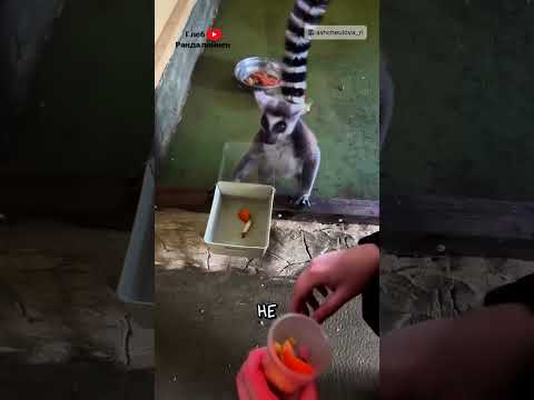 Самый Привередливый Лемур 😂 thumbnail