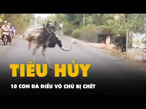 Tiêu hủy 10 con đà điểu vô chủ bị chết sau khi được thả xuống đường ở Tây Ninh thumbnail