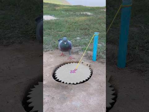 New Technique DIY Pigeon Trap #youtubeshorts thumbnail